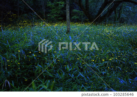 Himebotaru Glowing Park Himebotaru Glowing Park 103285646