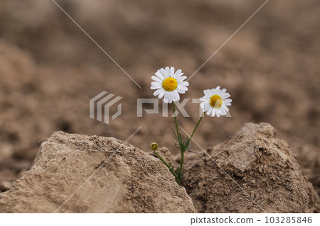 Global warming concept. Chamomile in dry soil. Environmental Threat, Protection of Wild Nature. Global warming concept. Chamomile in dry soil. Environmental Threat, Protection of Wild Nature. 103285846