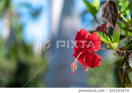 Hibiscus of Tropical country 103285879