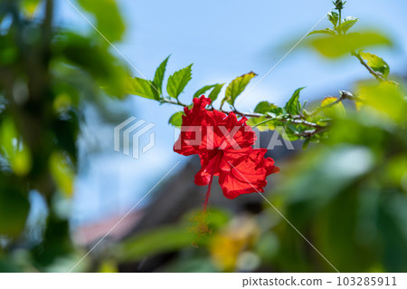 Hibiscus of Tropical country Hibiscus of Tropical country 103285911