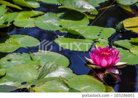 睡蓮漂浮在池塘水中 103286001