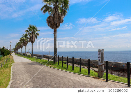 Seaside road lined with palm trees Seaside road lined with palm trees 103286002