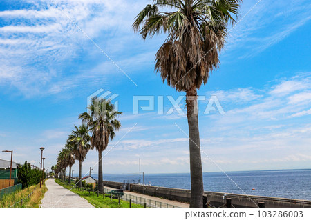 Seaside promenade lined with palm trees Seaside promenade lined with palm trees 103286003
