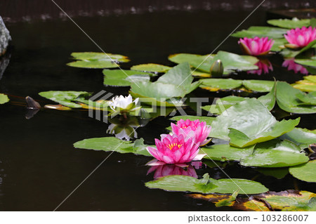 Water lily floating 103286007