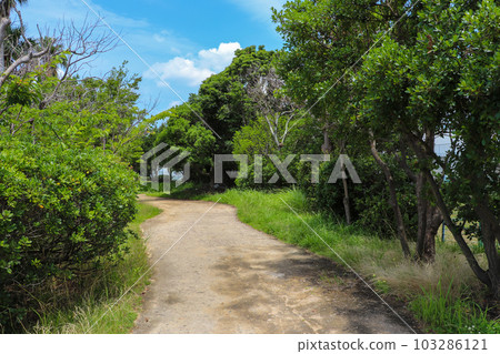 綠色公園的木板路 綠色公園的木板路 103286121