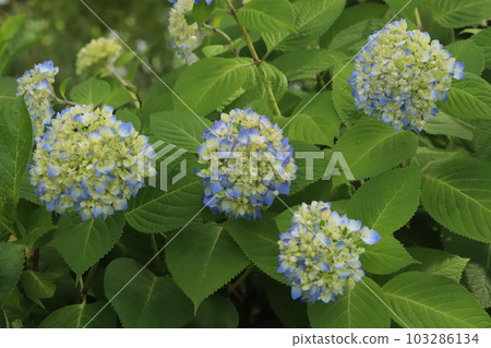 初夏花園中盛開的繡球花 103286134