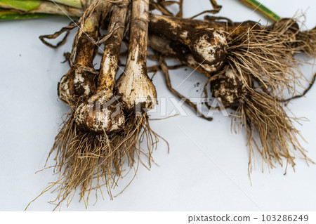 Harvested Garlic White Bag with Soil Garlic Garlic Herbs Root Vegetables Fresh 103286249
