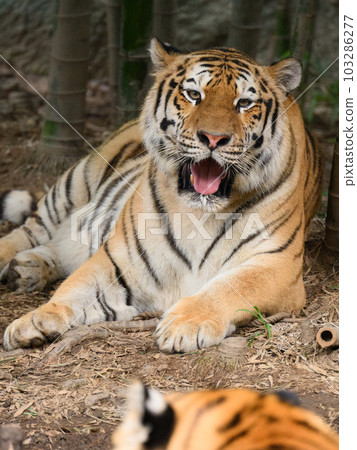 Amur tiger mother and cub in bamboo forest 103286277