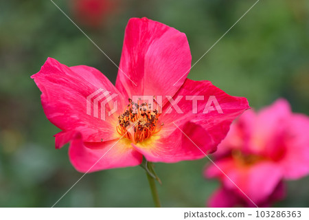 Rose (Saturnia) 103286363