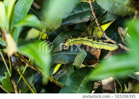 Larvae of moths eating leaves, caterpillars, caterpillars, pests, food, bait, ecology, May 103286395