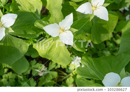 大花延齡草（大花長壽草）北海道 103286627
