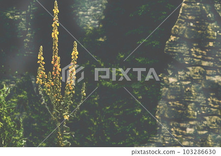 Wild yellow Agrimonia eupatoria flower among blurred rocks and greenery Wild yellow Agrimonia eupatoria flower among blurred rocks and greenery 103286630