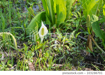 Mizubasho (water basho) Mizubasho (water basho) 103286701