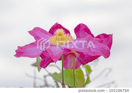 房子周圍的開花植物 不同的季節 紅紫色的大花 在春光中閃耀 鐵線 房子周圍的開花植物 不同的季節 紅紫色的大花 在春光中閃耀 鐵線 103286789