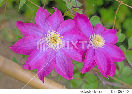 Flowering plants around the house Various seasons Large reddish-purple flowers Shining in the spring light Tetsusen Flowering plants around the house Various seasons Large reddish-purple flowers Shining in the spring light Tetsusen 103286790