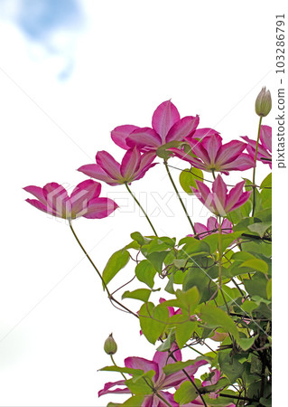 房子周圍的開花植物 不同的季節 紅紫色的大花 在春光中閃耀 鐵線 房子周圍的開花植物 不同的季節 紅紫色的大花 在春光中閃耀 鐵線 103286791