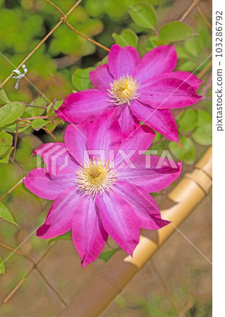 Flowering plants around the house Various seasons Large reddish-purple flowers Shining in the spring light Tetsusen Flowering plants around the house Various seasons Large reddish-purple flowers Shining in the spring light Tetsusen 103286792