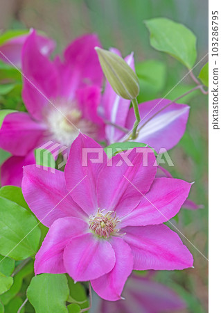 Flowering plants around the house Various seasons Large reddish-purple flowers Shining in the spring light Tetsusen 103286795