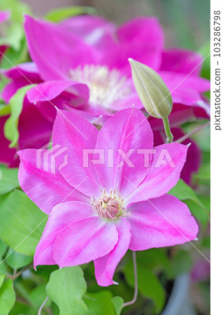 Flowering plants around the house Various seasons Large reddish-purple flowers Shining in the spring light Tetsusen Flowering plants around the house Various seasons Large reddish-purple flowers Shining in the spring light Tetsusen 103286798