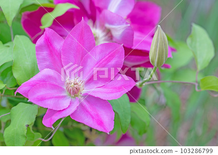 Flowering plants around the house Various seasons Large reddish-purple flowers Shining in the spring light Tetsusen 103286799