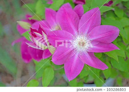 Flowering plants around the house Various seasons Large reddish-purple flowers Shining in the spring light Tetsusen Flowering plants around the house Various seasons Large reddish-purple flowers Shining in the spring light Tetsusen 103286803