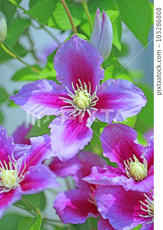 Flowering plants around the house Various seasons Large reddish-purple flowers Shining in the spring light Tetsusen 103286808