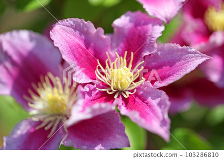 Flowering plants around the house Various seasons Large reddish-purple flowers Shining in the spring light Tetsusen 103286810