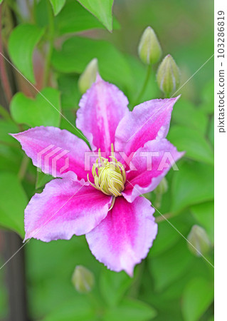 Flowering plants around the house Various seasons Large reddish-purple flowers Shining in the spring light Tetsusen 103286819