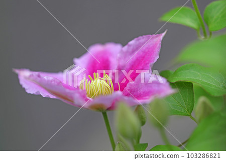 Flowering plants around the house Various seasons Large reddish-purple flowers Shining in the spring light Tetsusen 103286821
