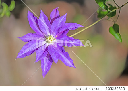 Flowering plants around the house Various seasons Large purple flower Shining in the light of spring Tetsusen Flowering plants around the house Various seasons Large purple flower Shining in the light of spring Tetsusen 103286823