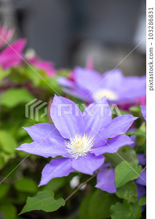 Flowering plants around the house Various seasons Large purple flower Shining in the light of spring Tetsusen 103286831