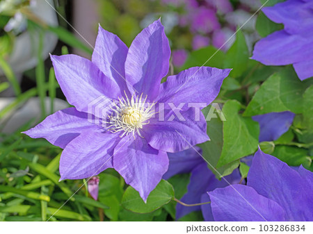 房子周圍的開花植物 不同的季節 紫色的大花 閃耀著春天的光芒 鐵線 103286834