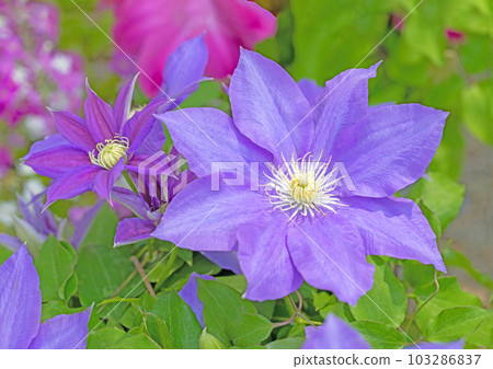 房子周圍的開花植物 不同的季節 紫色的大花 閃耀著春天的光芒 鐵線 103286837