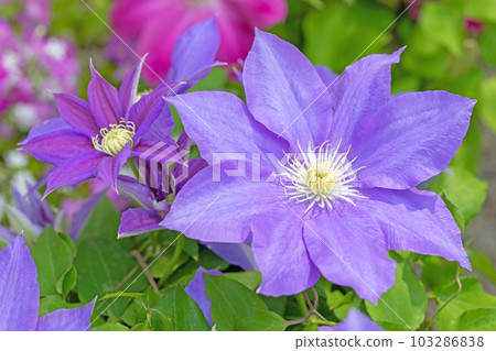 Flowering plants around the house Various seasons Large purple flower Shining in the light of spring Tetsusen 103286838