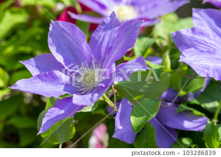 Flowering plants around the house Various seasons Large purple flower Shining in the light of spring Tetsusen Flowering plants around the house Various seasons Large purple flower Shining in the light of spring Tetsusen 103286839