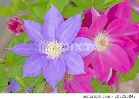 房子周圍的開花植物 不同的季節 紫色的大花 閃耀著春天的光芒 鐵線 103286842