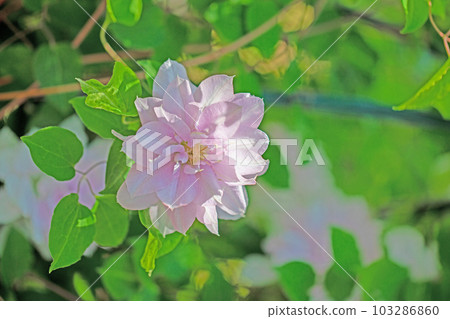 屋子周圍的花,各個季節,美麗的粉紅色花瓣,在春光裡閃耀,哲森 屋子周圍的花,各個季節,美麗的粉紅色花瓣,在春光裡閃耀,哲森 103286860