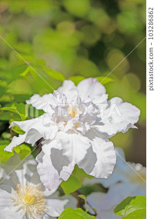 The flowers around the house, the various seasons, the beautiful pink petals, shining in the spring light, Tetsusen The flowers around the house, the various seasons, the beautiful pink petals, shining in the spring light, Tetsusen 103286862