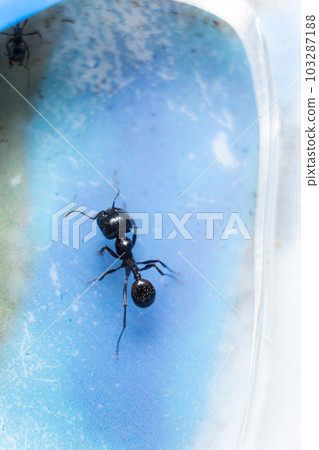 Guard ant reaper in acrylic ant farm close up, top view. Guard ant reaper in acrylic ant farm close up, top view. 103287188