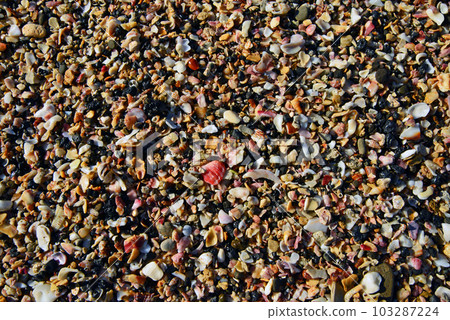Shellfish washed up on the beach sand Shellfish washed up on the beach sand 103287224