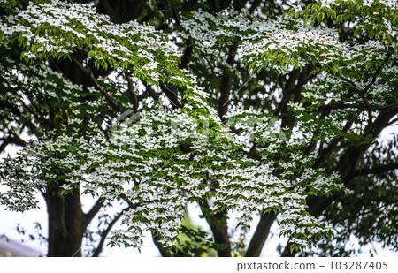 Cityscape of Yokohama, Japan Already in the season when the white flowers of the rainy season, Yamaboshi (Dousa) are in full bloom...The language of flowers is friendship = May Cityscape of Yokohama, Japan Already in the season when the white flowers of the rainy season, Yamaboshi (Dousa) are in full bloom...The language of flowers is friendship = May 103287405