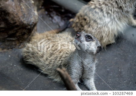 meerkat  103287469