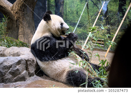 上野動物園的熊貓 103287473