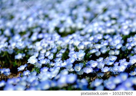 我曾經見過的Nemophila 我曾經見過的Nemophila 103287607