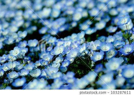 Nemophila I once saw 103287611