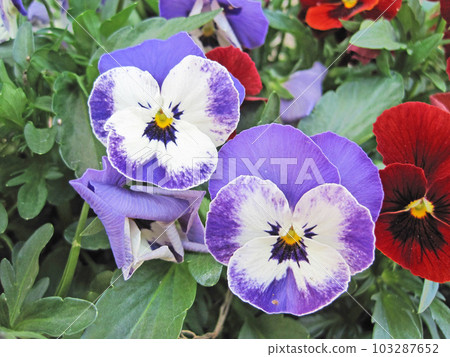 White and violet, red and black pansy flowers White and violet, red and black pansy flowers 103287652