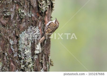 Juvenile Kibashiri that has just left the nest 103287666