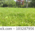 grass overgrown trees 103287956