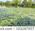 park lake lotus green 103287957