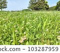 Photo of overgrown grass Meadow clover 103287959